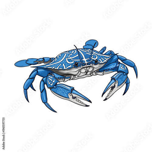 Realistic Blue Swimming Crab Vector Illustration for Seafood Menu