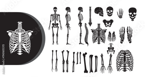 A collection of detailed human skeleton illustrations on a white background