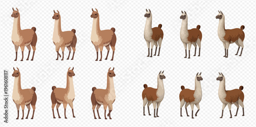 Set of cartoon llamas and alpacas in various poses, isolated on transparent background, vector illustration.