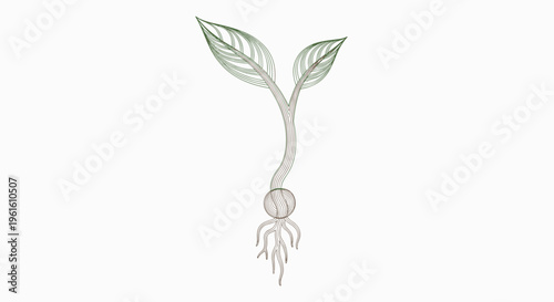 Seedling Sprouting with Green Leaves.