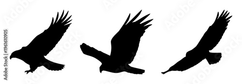 Eagle set with soaring silhouette over expansive sky featuring wildlife, birds, flight with freedom and bold lines in high contrast tribute