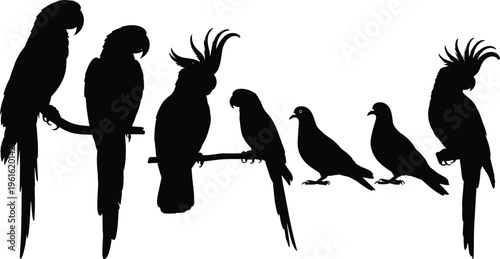 Black, and, white, collection, of, tropical, bird, silhouettes, including, parrots, cockatoos, macaws, and, pigeons, isolated, on, white, background, vector, illustration, wildlife, design