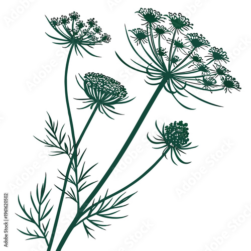 scabiosa pods green filler silhouette vector