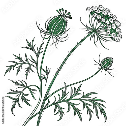scabiosa pods green filler on white