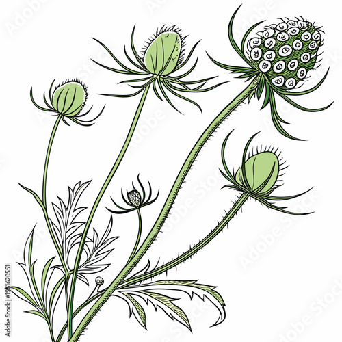 scabiosa pods green filler