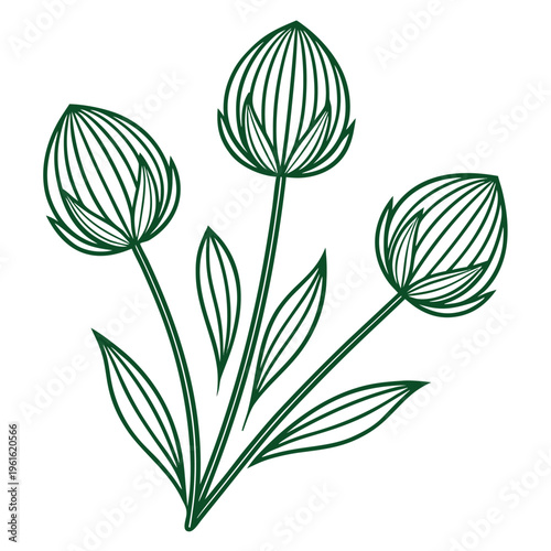 scabiosa pods green filler line art vector