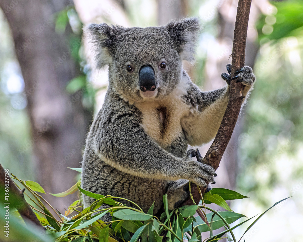 Obraz premium koala in tree