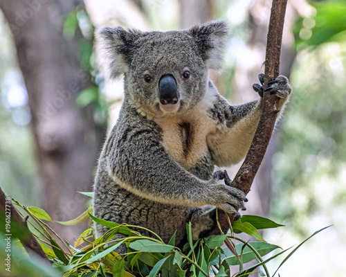 Photography koala in tree