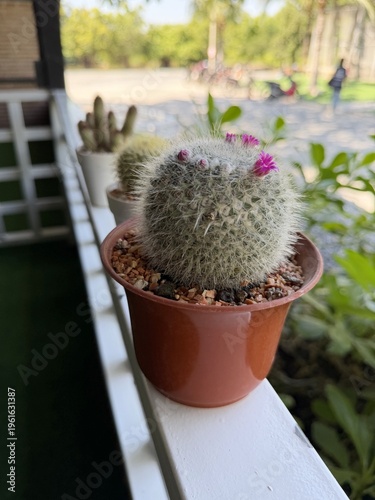 cactus in the garden