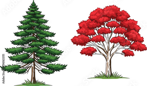Hand drawn vector illustration of a green evergreen pine tree and a vibrant red maple tree isolated on white background