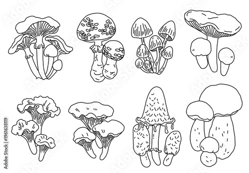 Hand drawn sketch mushroom set doodle featuring forest fungi line art illustration