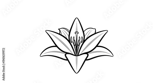 Black and white line art lily flower outline on white background