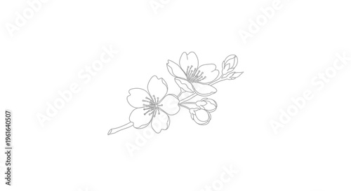Elegant outline drawing of cherry blossom branch with buds