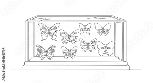 Collection of Butterflies in Display Case, Scientific Illustration