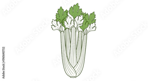 Fresh celery stalks with green leaves on white background