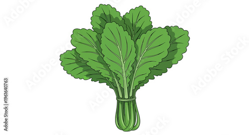 Fresh green leafy vegetable bunch tied with string