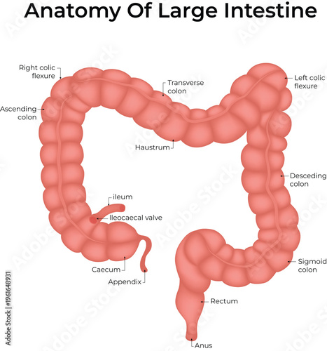 Anatomy of the Human Large Intestine Diagram