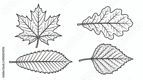 Set of four botanical tree leaf outline icons featuring maple and oak varieties with detailed vein textures on white background, Symbolizing nature study and representing craft hobby
