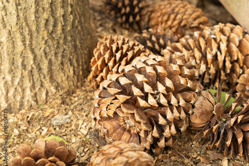 Pinecones Are Spread on the Ground Near a Tree During the Fall Season Collecting Sunlight and Changing Color as They Dry Out