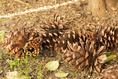 Pine Cones on the Ground Near a Tree in a Forest During Daytime