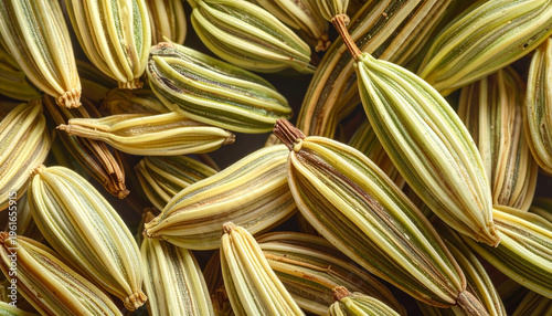 Close up of fresh fennel seeds with textured green and brown stripes