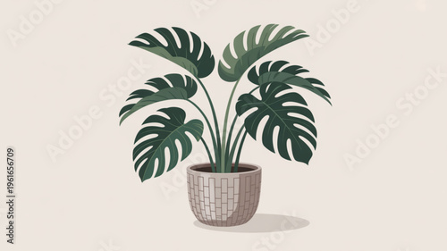Monstera deliciosa plant in a decorative pot on a beige background with large green leaves and a stylish vase
