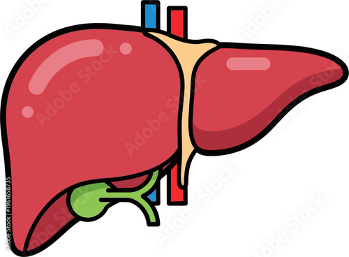 A cartoon illustration of the human liver, showing its anatomy, gallbladder, and associated blood vessels.