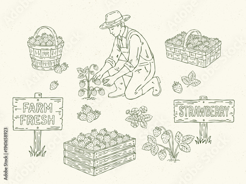 Hand drawn vector strawberry harvest set. Farmer picking strawberries, baskets, bucket, and crate with strawberries, strawberry plants, flowers, leaves, and signs with "Strawberry" and "Farm Fresh"