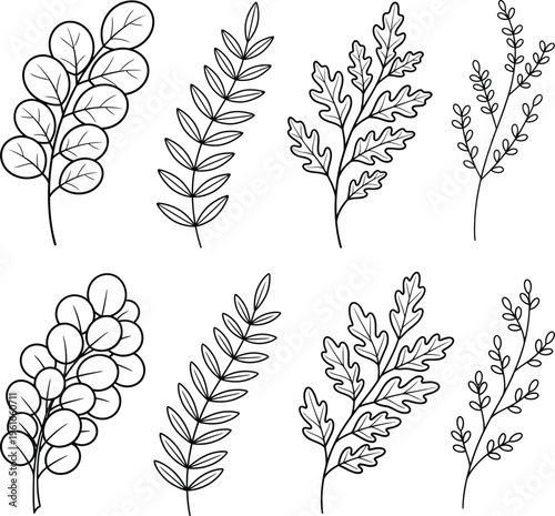 A collection of hand drawn botanical illustrations showcasing various leaf and plant species types