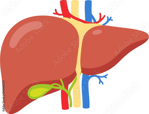 Anatomical illustration of the human liver with its major blood vessels and gallbladder, depicted in a simplified, educational style.