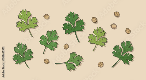 Parsley leaves, green herbs, culinary ingredients, vector icons