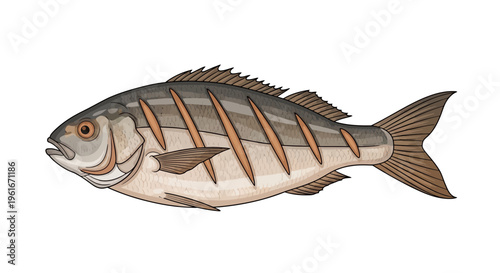 Grilled Fish Illustration