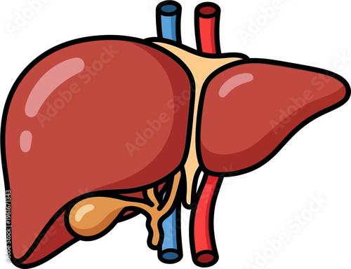 A detailed cartoon illustration of the human liver, showing its lobes, gallbladder, and associated blood vessels like arteries and veins.