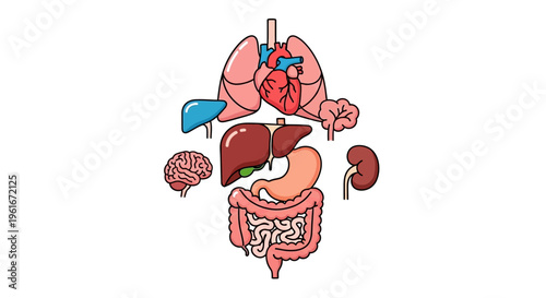 Detailed illustration of major human internal organs and systems, showcasing vital anatomical components like the heart, lungs, brain, liver, and digestive tract for educational purposes