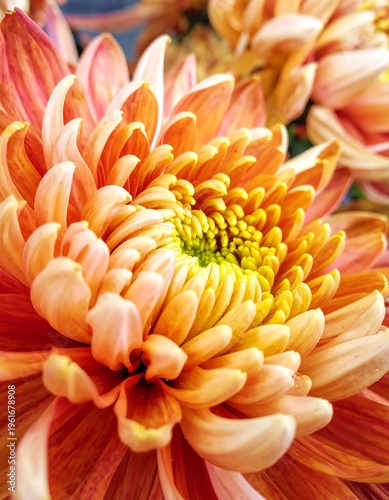 Close-up of a vibrant, multi-layered flower with warm orange and yellow hues