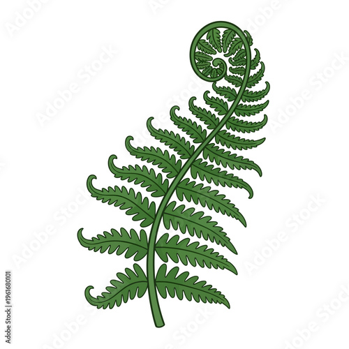 Green fern frond unfurling with intricate details.