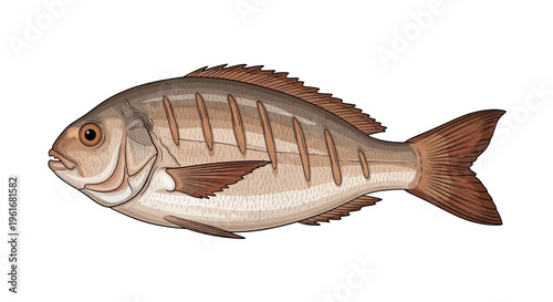 Brown striped fish illustration