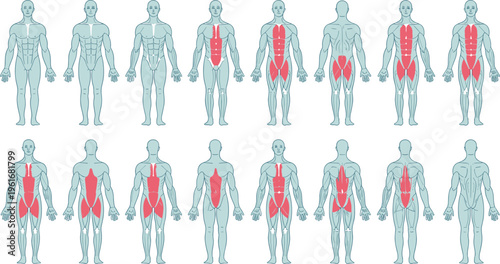 Male anatomical body diagrams showing human muscular system highlighting core and back muscles for medical education fitness training and healthcare information.
