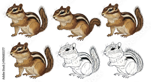 Chipmunk Illustration Sequence: From Sketch to Full Color Art