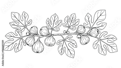 Detailed line drawing of a fig branch with leaves and fruit
