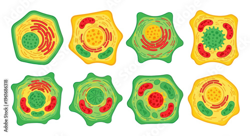 Diverse Plant Cell Diagrams with Nucleus, Mitochondria, and Chloroplasts