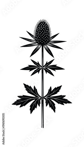 Vector of a thistle plant with spiky leaves and a large central bud