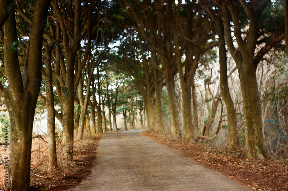 Fototapeta premium Tree-Lined Forest Path Under Dense Canopy