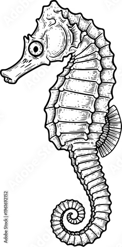 Seahorse Detailed Vintage Engraving Line Art Illustration, Realistic Marine Animal with Curled Tail, Hand Drawn Ink Style