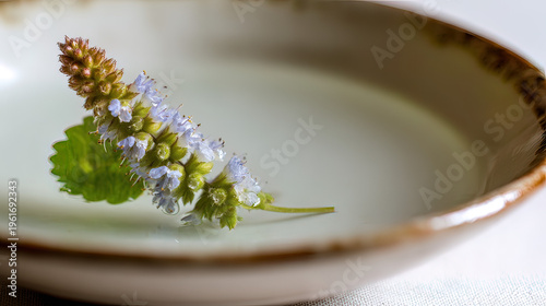 hyssop. A hyssop branch being dipped into a ceramic bowl of clear water. event programs, museum guides, designed for cultural heritage projects and event programs.
