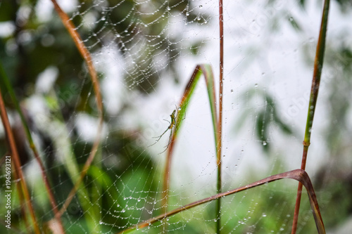 colorful spider on its intricate web against a soft natural green background symbolizing the beauty of wildlife delicate ecosystems and the complexity of nature's design