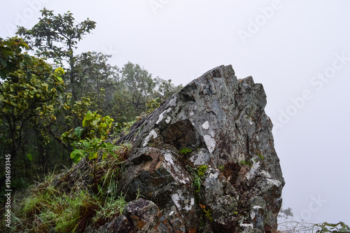 The tree grows on a rock covered in mist.