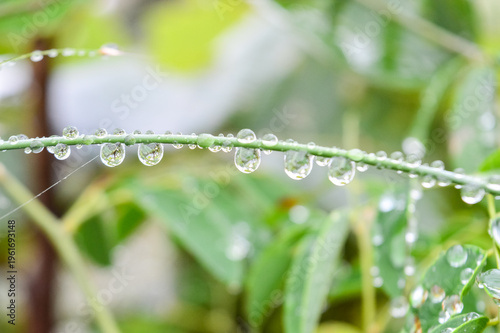 Dewdrops shining in the sun on a blade of grass
