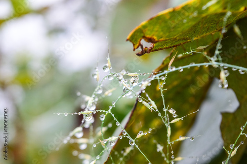 Dewdrops shining in the sun on a blade of grass