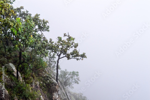 Trees in a forest shrouded in mist.